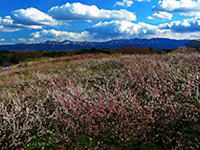 Images：Akima Plum Grove