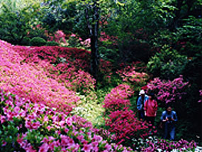 Images：Gunma Flower Highland