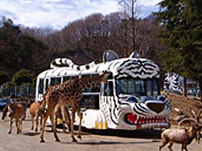 Images：Gunma Safari Park