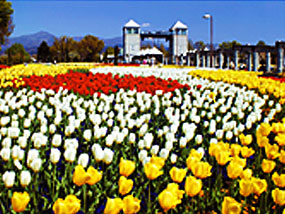 Images：Gunma Flower Park