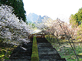 イメージ：県立森林公園さくらの里